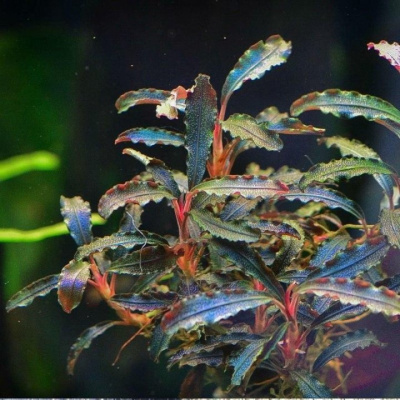 Буцефаландра Кедаганг Bucephalandra sp. Kedagang (меристемное растение)